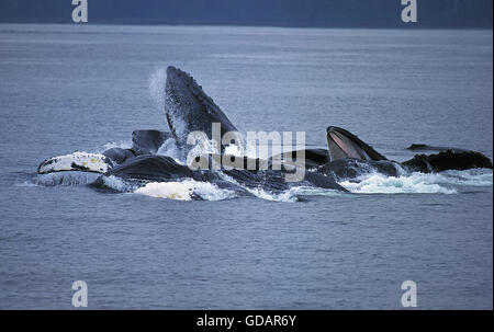 HUMPBACK WHALE Megaptera novaengliae, gruppo facendo un cerchio per la cattura di krill, ALASKA Foto Stock