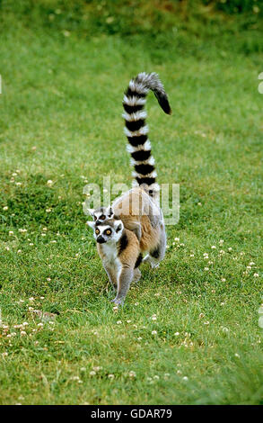 L'anello TAILED LEMUR Lemur catta, femmina giovane portante sulla sua schiena, MADAGASCAR Foto Stock
