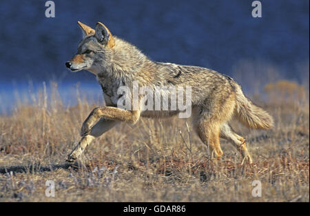 Coyote, Canis latrans, adulti in esecuzione, Montana Foto Stock