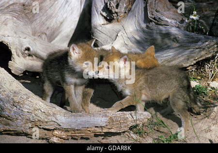 Coyote, Canis latrans, Pup, Montana Foto Stock