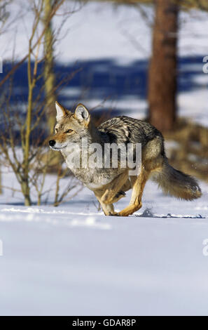 Coyote, Canis latrans, adulti in esecuzione sulla neve, Montana Foto Stock