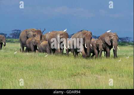 Elefante africano Loxodonta africana, allevamento a Masai Mara Park in Kenya Foto Stock
