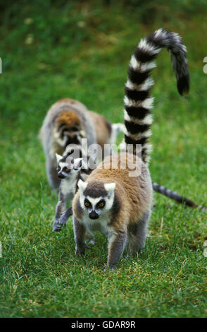 Anello lemure codato, Lemur catta Foto Stock