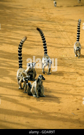 Anello lemure codato, lemuri catta, le mamme con i giovani sul retro, riserva Berenty in Madagascar Foto Stock