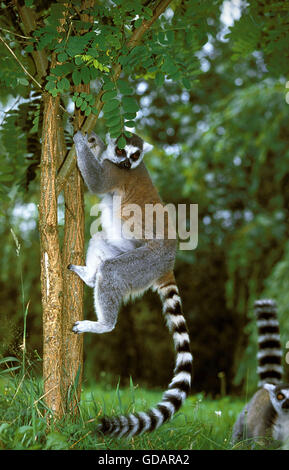 Anello lemure codato, lemuri catta, adulto appeso dal tronco Foto Stock