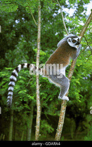 Anello lemure codato, lemuri catta, adulto appeso dal ramo Foto Stock
