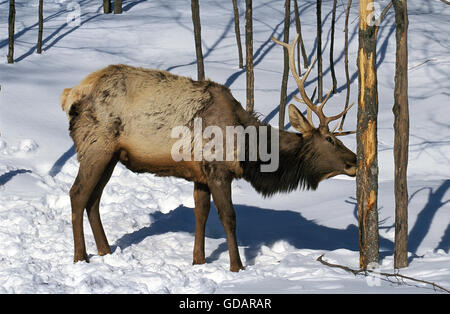 ROCKY MOUNTAIN ELK O Rocky Mountain WAPITI cervus canadensis nelsoni, maschio mangiare corteccia albero, parco di Yellowstone nel Wyoming Foto Stock