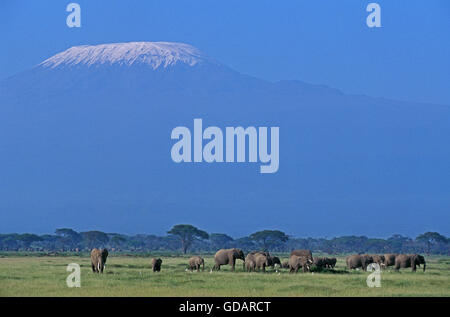 Elefante africano Loxodonta africana, allevamento vicino Kilimandjaro Mountain, Tanzania Foto Stock
