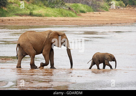 Elefante africano Loxodonta africana, femmina con vitello Varcando il fiume, Samburu Park in Kenya Foto Stock
