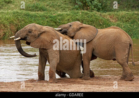 Elefante africano Loxodonta africana, Youngs giocando vicino al fiume, Samburu Park in Kenya Foto Stock