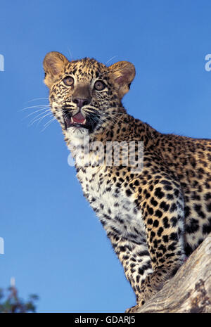 LEOPARD panthera pardus, CUB SUL RAMO Foto Stock