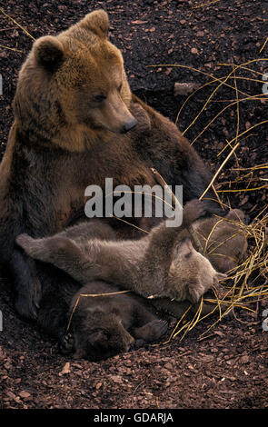 Orso bruno Ursus arctos, FEMMINA CON CUB Foto Stock