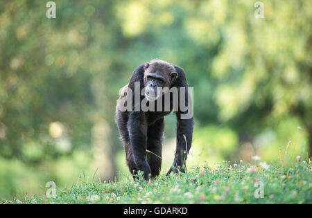 Scimpanzé, Pan troglodytes, adulti sull'erba Foto Stock