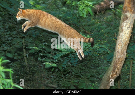 Gatto selvatico europeo, Felis silvestris, saltando per adulti Foto Stock