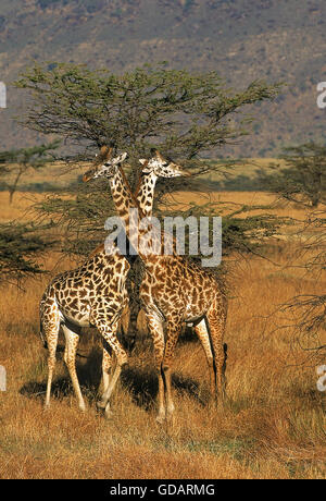 Masai Giraffe, giraffa camelopardalis tippelskirchi, adulti nella savana Masai Mara Park in Kenya Foto Stock