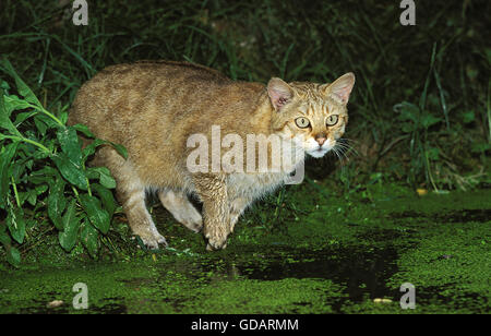 Gatto selvatico europeo, Felis silvestris caccia nella palude Foto Stock