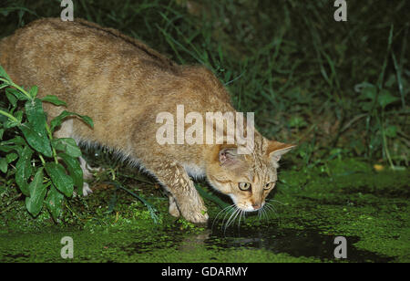 Gatto selvatico europeo, Felis silvestris caccia nella palude Foto Stock