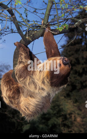 Due dita bradipo choloepus didactylus, adulto appeso dal ramo Foto Stock
