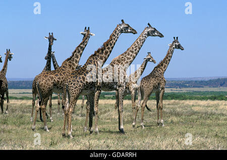Masai Giraffe, giraffa camelopardalis tippelskirchi, allevamento di Savannah, il Masai Mara park in Kenya Foto Stock