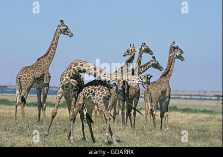 Masai Giraffe, giraffa camelopardalis tippelskirchi, Gruppo nella savana, coppia combattimenti, Masai Mara Park in Kenya Foto Stock