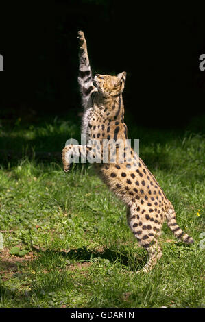 SERVAL Leptailurus serval, adulti caccia, sulle zampe posteriori Foto Stock