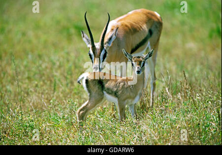 Thomson Gazelle, gazella thomsoni, femmina con capretta, Masai Mara Park in Kenya Foto Stock