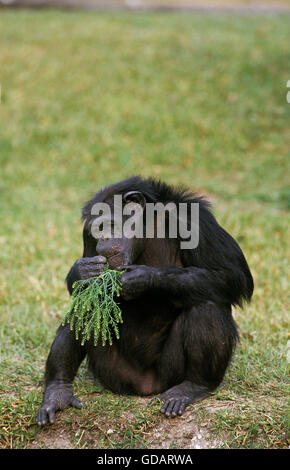 Scimpanzé, Pan troglodytes, adulto mangiano foglie Foto Stock