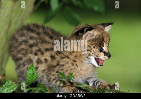 Serval, Leptailurus serval, Cub Foto Stock