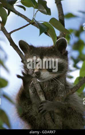 Procione procione lotor, adulto appeso sul ramo Foto Stock