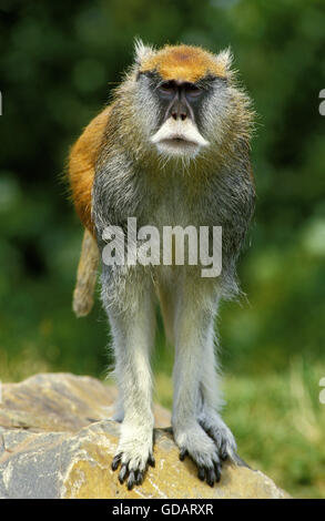 Patas Monkey, erythrocebus patas, maschio su roccia Foto Stock