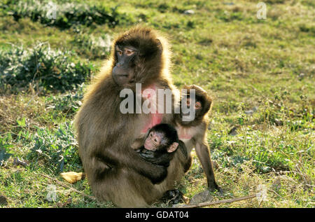 Babbuino Gelada, theropithecus gelada, Femmina seduto sull'erba con il Bambino e i giovani Foto Stock