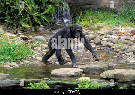 Uno scimpanzé Pan troglodytes, adulti di attraversamento di acqua Foto Stock Uno scimpanzé Pan troglodytes, adulti di attraversamento di acqua Foto Stock