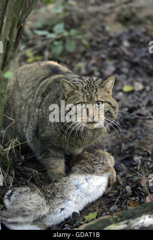 Gatto selvatico europeo, Felis silvestris, uccidendo un coniglio selvatico Foto Stock