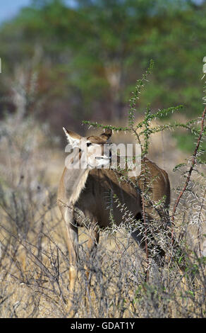 Maggiore Kudu, tragelaphus strepsiceros, Femmina di mangiare le foglie di acacia, Namibia Foto Stock