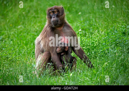 Babbuino Gelada, theropithecus gelada, femmina con il giovane seduto sull'erba Foto Stock