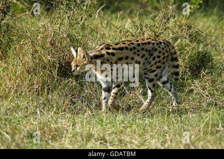 Serval, Leptailurus serval, adulto, Masai Mara Park in Kenya Foto Stock