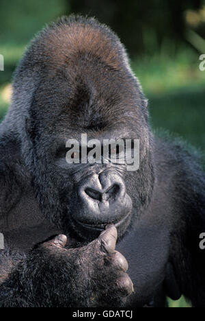 Pianura orientale gorilla gorilla gorilla graueri, ritratto di maschio Foto Stock