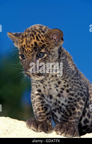 LEOPARD panthera pardus, CUB su roccia Foto Stock