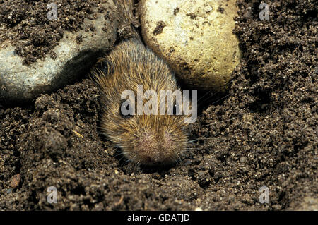 Comune, Vole microtus arvalis, testa di adulto emergente dal terreno Foto Stock