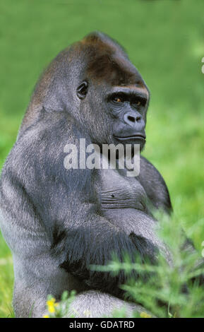 Pianura orientale Gorilla gorilla graueri Gorilla Silverback, maschio Foto Stock