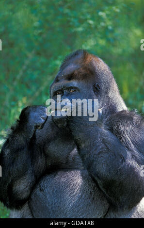 Pianura orientale Gorilla gorilla gorilla graueri, maschio mangiare pianta Foto Stock