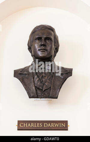 L'Inghilterra,Cambridgeshire,Cambridge,Sedgwick Museum of Earth Sciences,Busto di Charles Darwin Foto Stock