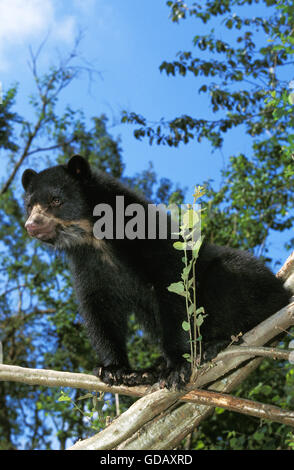 Spectacled Orso, Tremarctos ornatus, adulti sul ramo Foto Stock