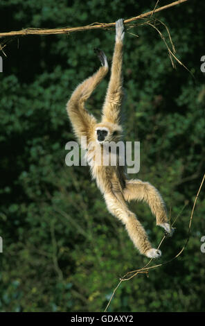 White-Handed gibbone, hylobates lar, Femmina appesi da Liana Foto Stock