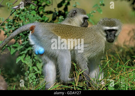 Vervet Monkey, cercopithecus aethiops, coppia sul ramo, Parco di Kruger in Sud Africa Foto Stock