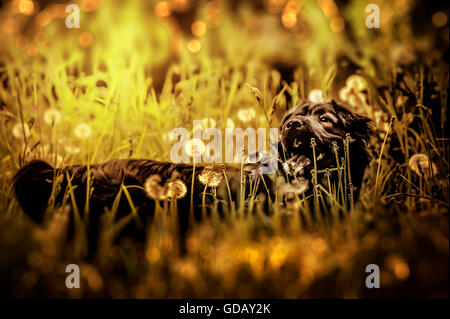 Cane nero gioca in Prato Foto Stock