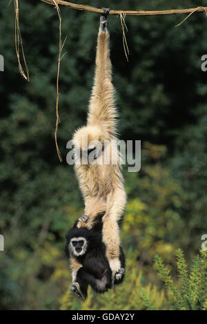 Bianco-consegnato gibbone hylobates lar, Madre con giovani pendenti da LIANA Foto Stock