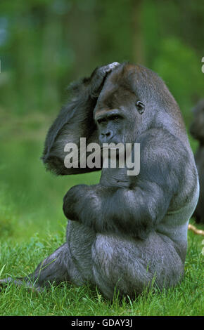 Pianura orientale gorilla gorilla gorilla graueri, maschio di graffiare la sua testa Foto Stock