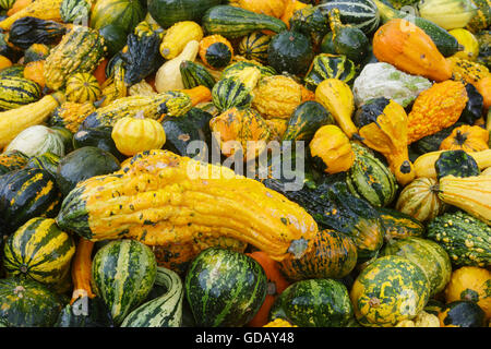 Zucche ornamentali,Svizzera Foto Stock