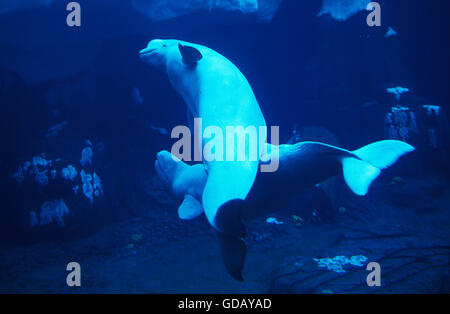 Balene BELUGA o balena bianca delphinapterus leucas Foto Stock